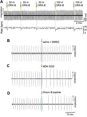 Activation of orexin-2 receptors in the Kӧlliker-Fuse nucleus of anesthetized mice leads to transient slowing of respiratory rate